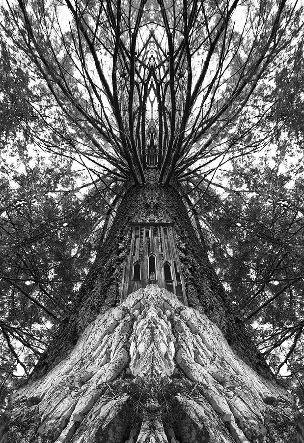 Surrealism Photograph - Tree Spirit by Jon Butler