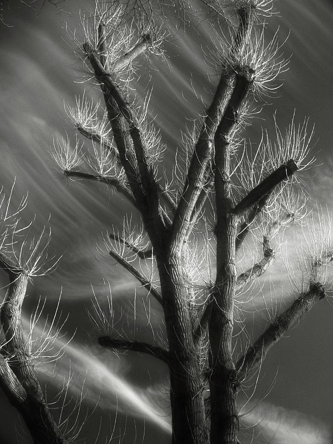Tree Spirit Photograph by Richard Cummings
