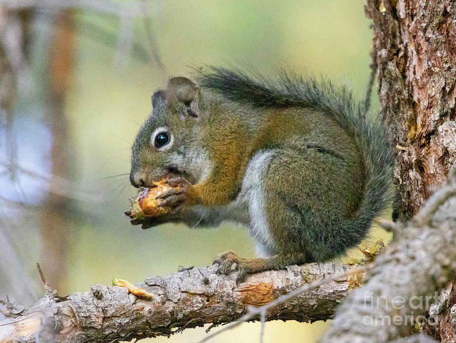 Tree Squirrel Eating Photograph