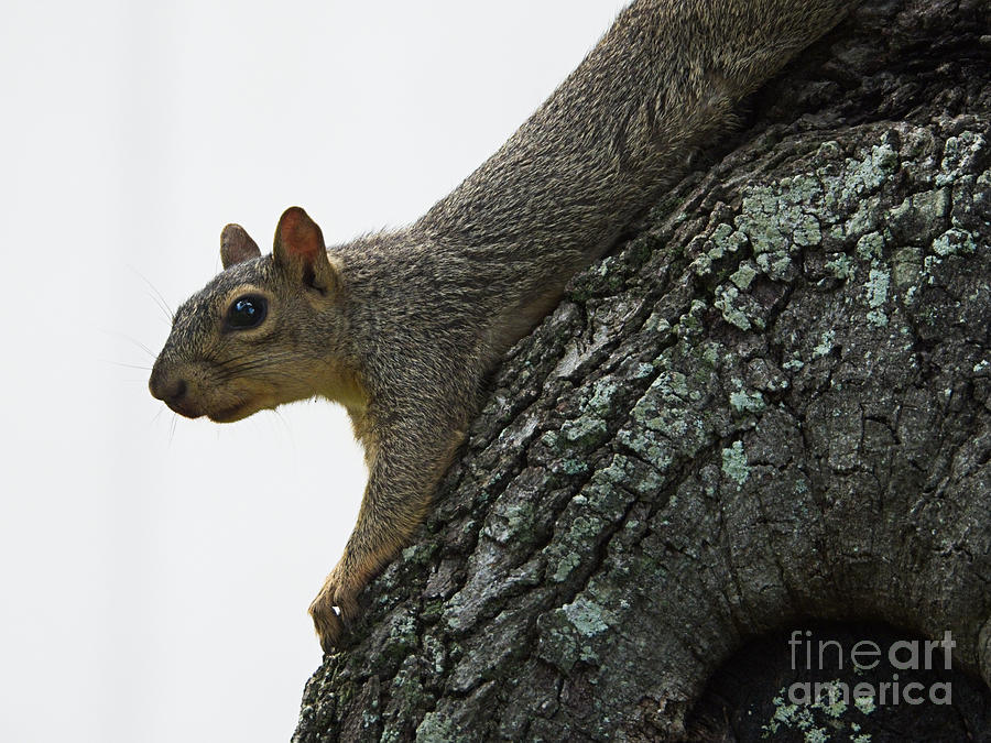 Tree Squirrel  Photograph by Ella Kaye Dickey