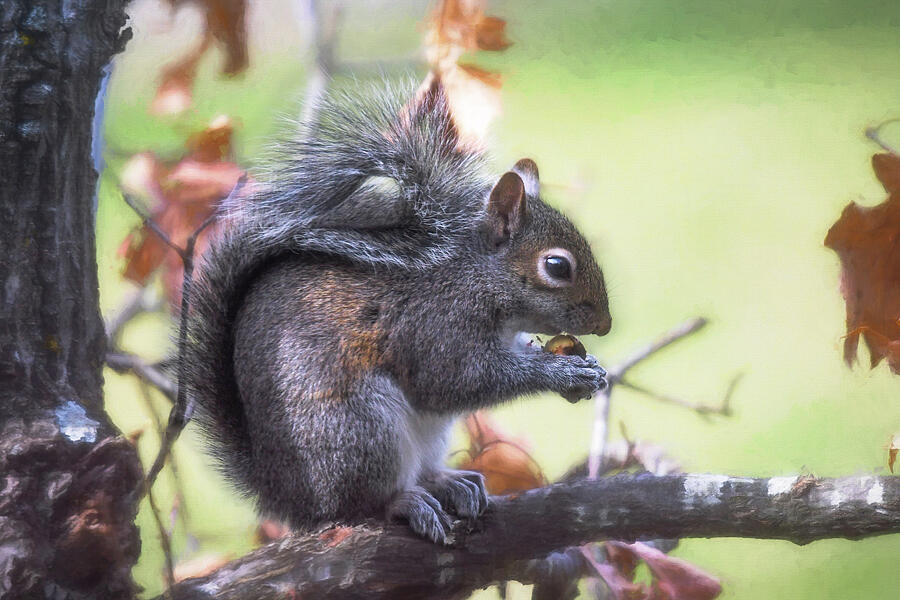 Wildlife Photograph - Tree Squirrel on a limb by Mary Lynn Giacomini