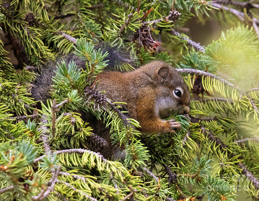 Tree Squirrel Photograph by Steven Krull