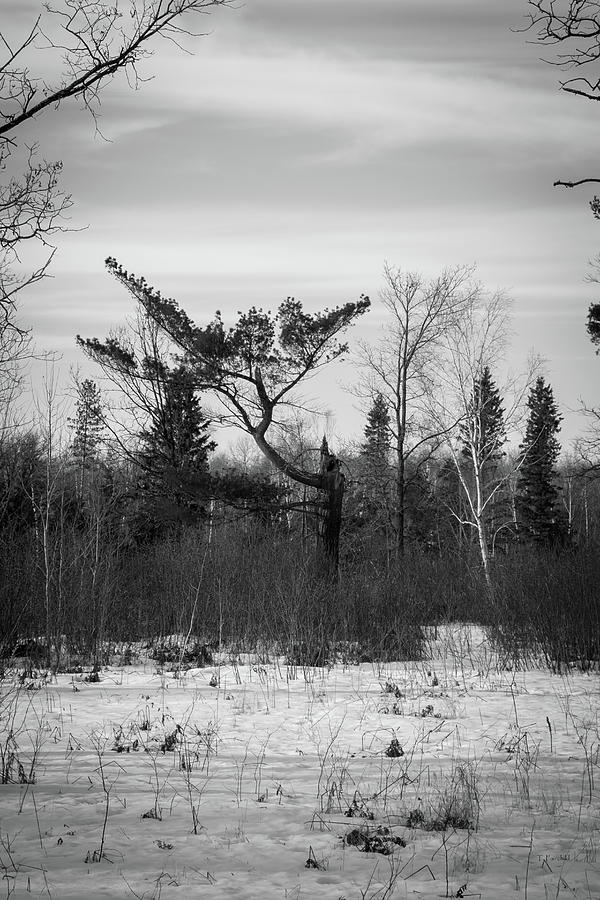 Tree Stance in Black and White Photograph by Theresa Fairchild
