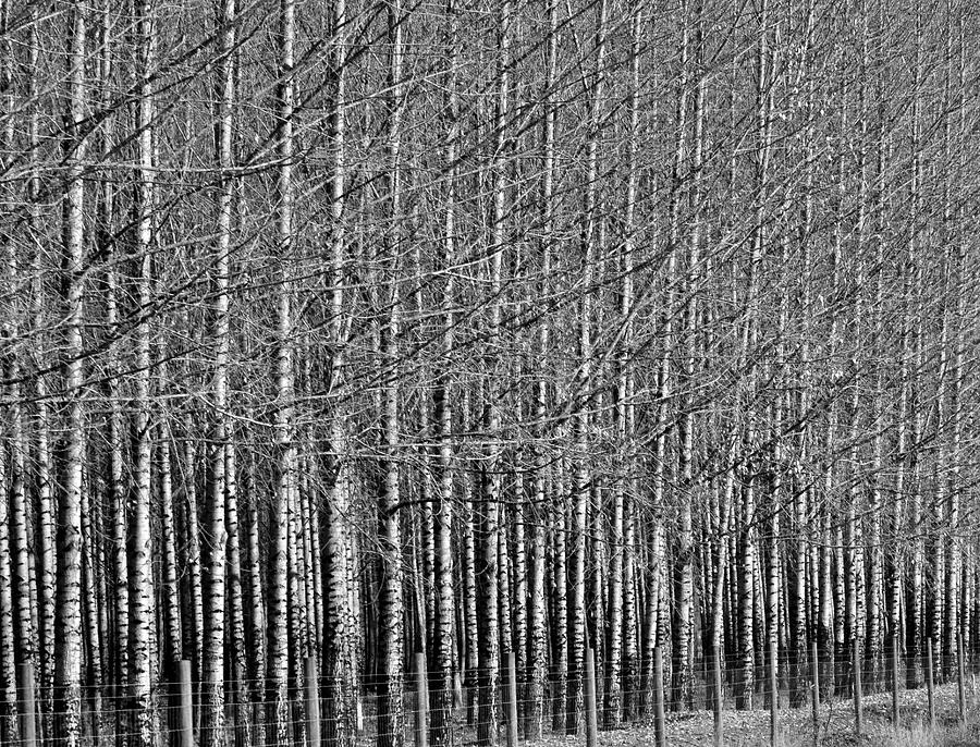 Tree Sticks Photograph by Tikvahs Hope