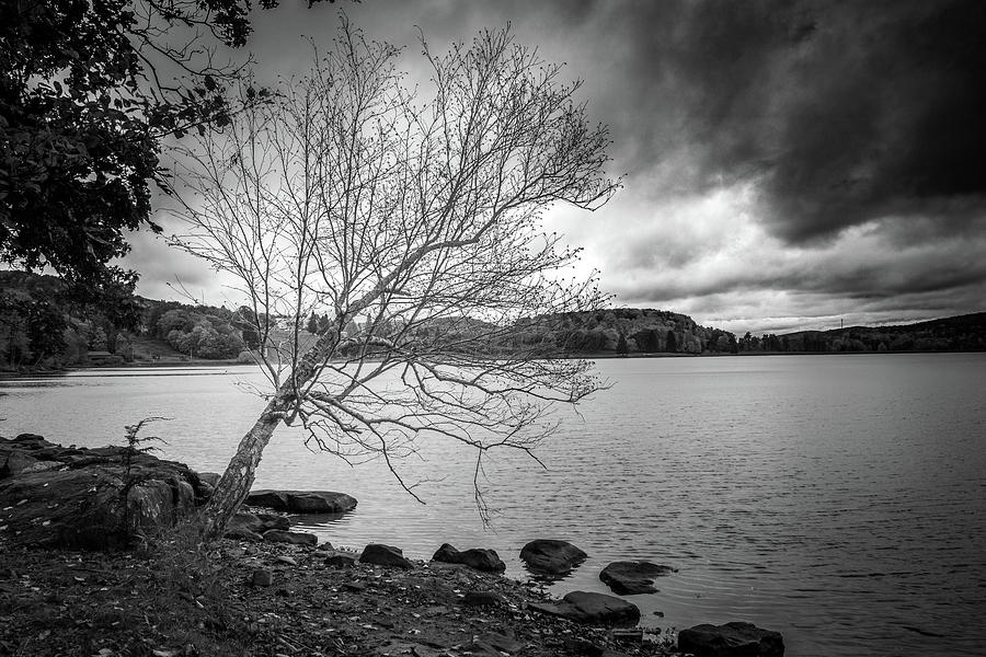 Tree Stripped Bare by the Lake Photograph by Rich Isaacman