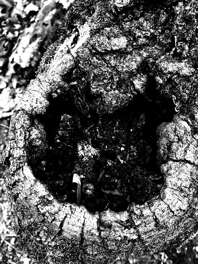 Tree Stump 1 Photograph by Brandon Strellis Tree Stump 1 Photograph by Brandon Strellis