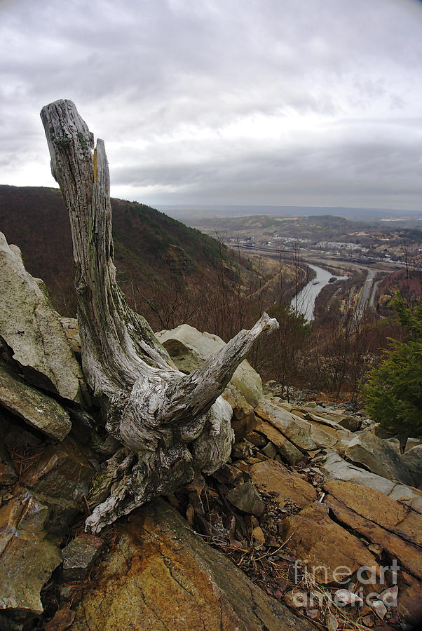 Tree Stump Above Lehigh River Photograph