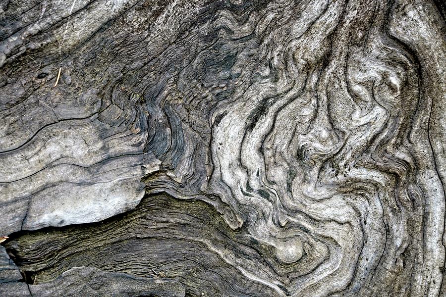 Tree Stump Abstract 1 Photograph by Chuck Burdick