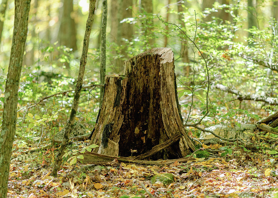 Tree Stump Photograph by Amelia Pearn