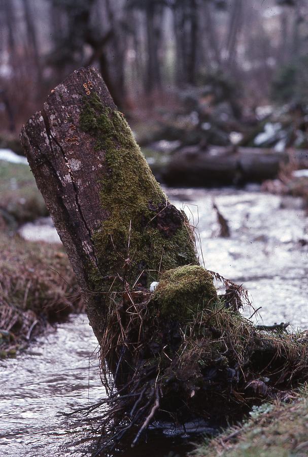Tree stump and creek Photograph by Lawrence Christopher