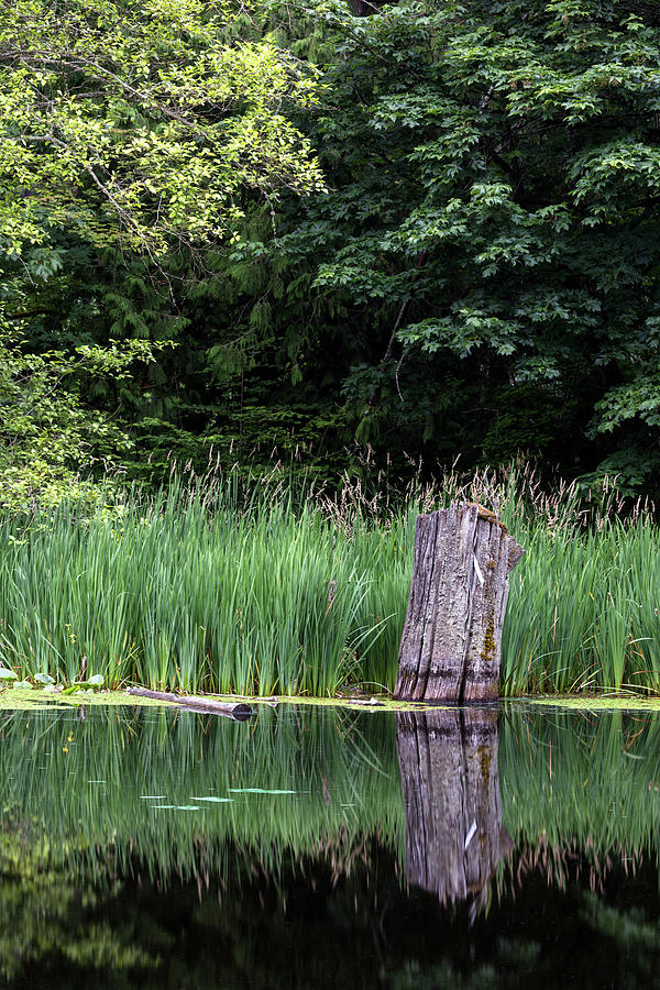 Tree Stump at McLean Pond Photograph by Michael Russell Pixels