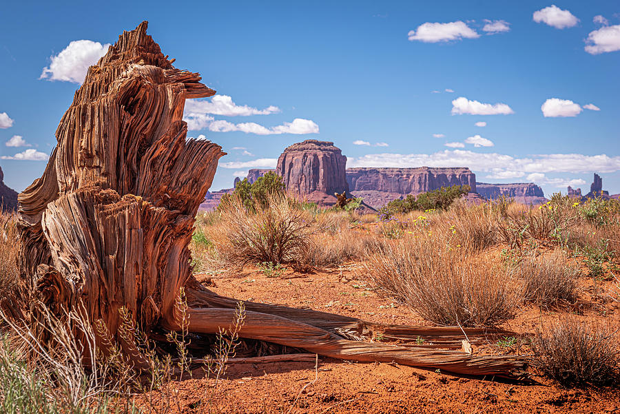 Nature Photograph - Tree Stump Butte by Gareth Burge Photography