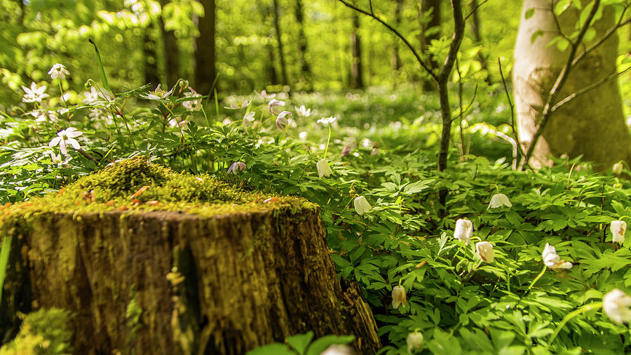Tree stump in the forest Photograph by Karlaage Isaksen