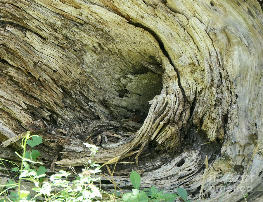 Tree stump Photograph by Margaret Brooks