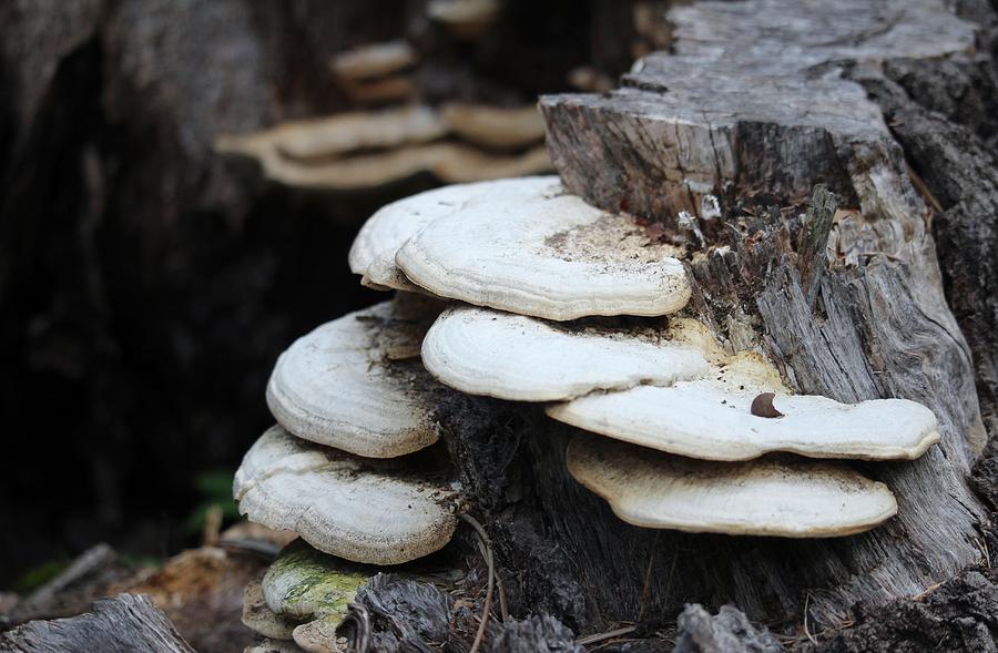 Tree Stump Mushrooms Photograph by Cynthia Guinn