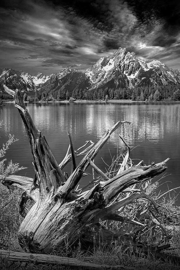 Tree Stump on the Northern Shore of Jackson Lake in Black and Wh Photograph by Randall Nyhof