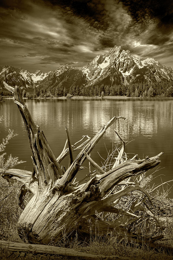 Tree Stump on the Northern Shore of Jackson Lake in Sepia Tone Photograph by Randall Nyhof