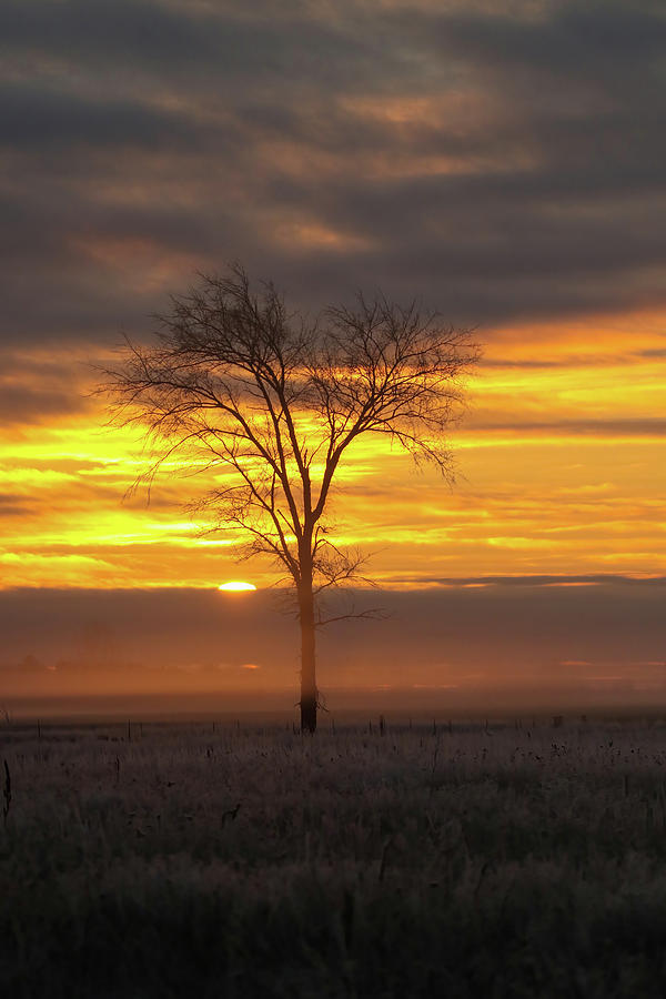 Tree Sunrise Photograph by Brook Burling