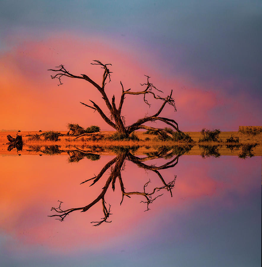 Tree Sunset Photograph by Roni Chastain