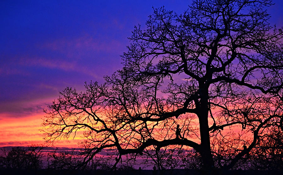 Tree Sunset Silhouette And Fairy Girl Photograph