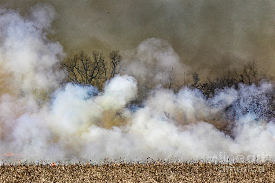 Tree Surrounded by Smoke Photograph by Lynn Sprowl