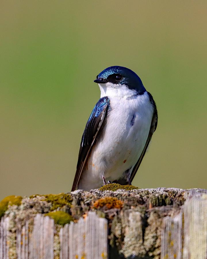 Tree Swallow at Rest Photograph by Joseph Siebert - Fine Art America