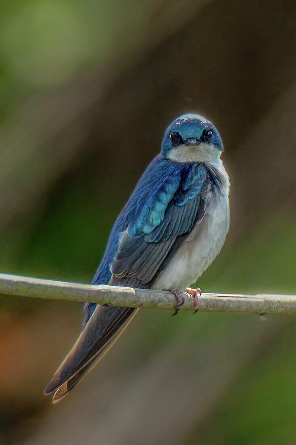 Tree Swallow Photograph by Bill Ray
