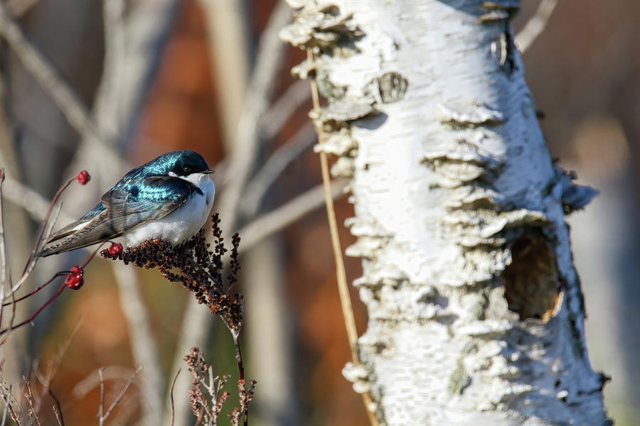Tree Swallow Photograph by Brook Burling