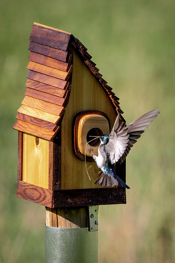 Tree Swallow Builds Nest Photograph by Deborah Penland