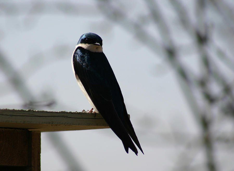 Swallow Photograph - Tree Swallow by Callen Harty