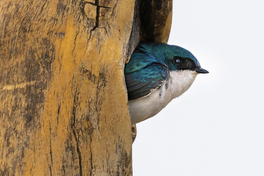Tree Swallow Coming Out Of Its Nest  Photograph by Julieta Belmont