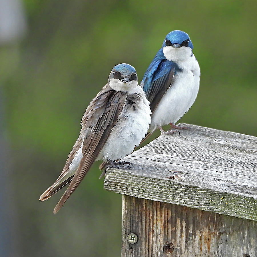 Tree Swallow Couple Photograph by Lindy Pollard - Fine Art America