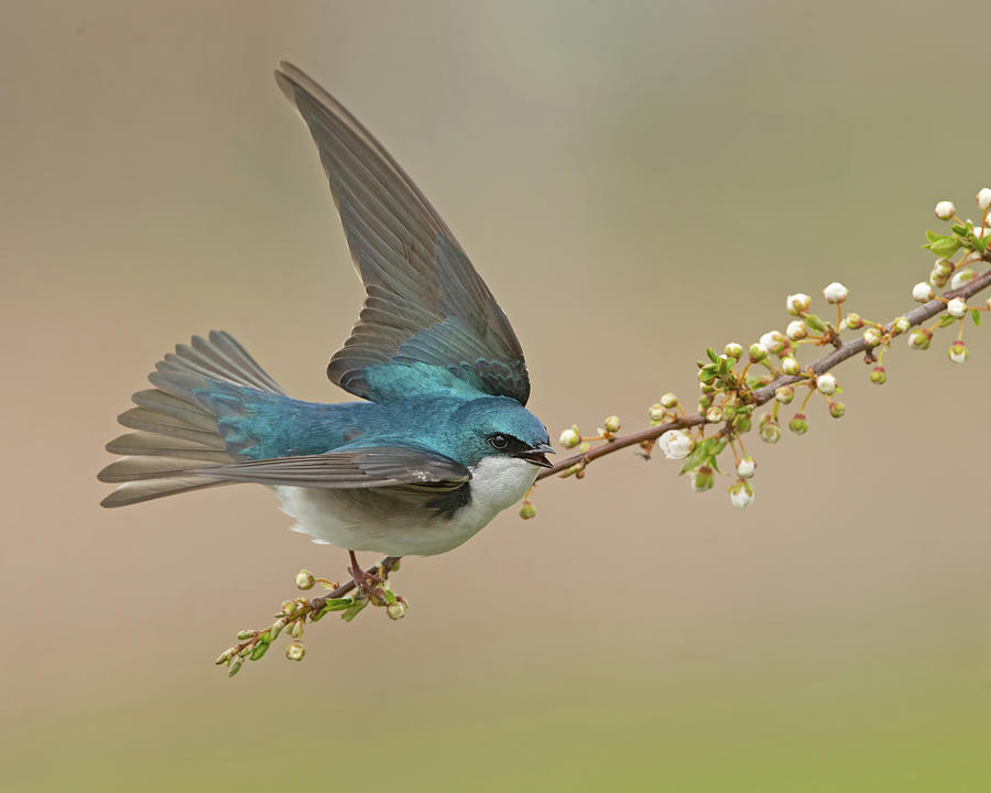 Tree Swallow Photograph by CR Courson