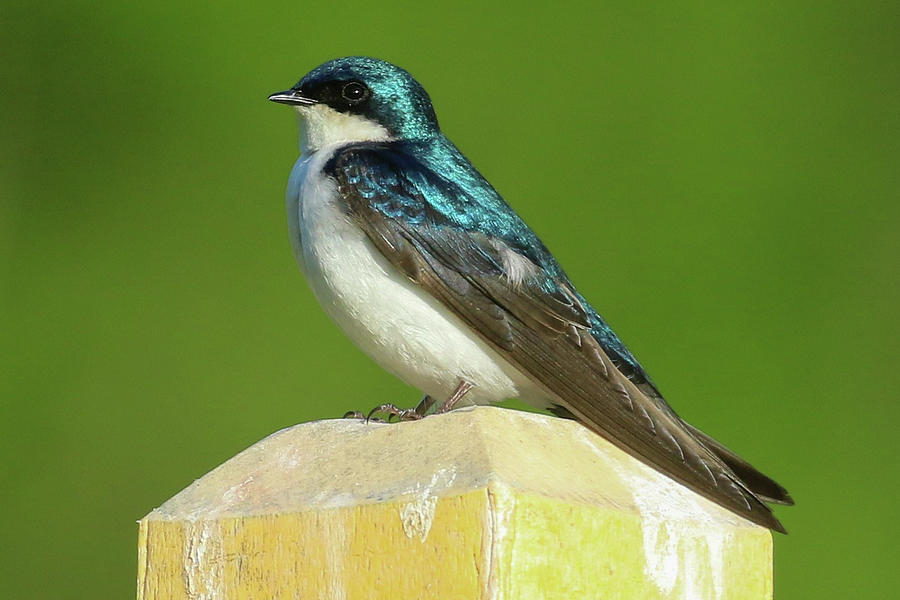 Tree Swallow Photograph By Debbie Storie - Fine Art America