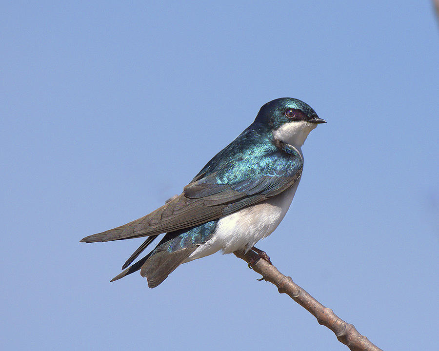 Tree Swallow Photograph by Deborah Ritch
