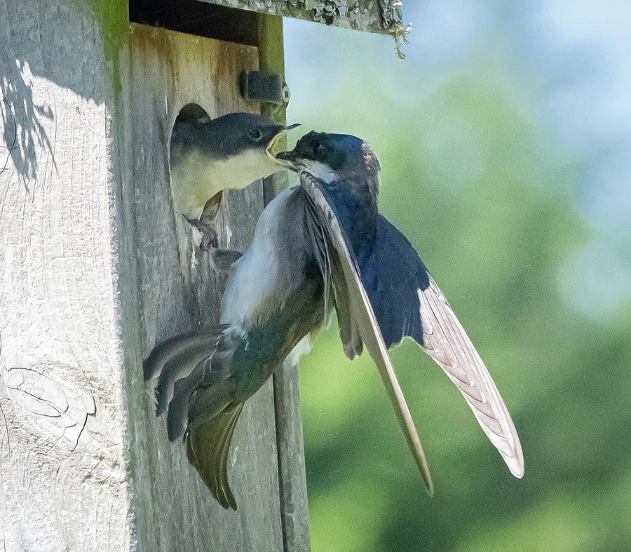 Tree Swallow Direct Hit Photograph By Randy D Morrison - Fine Art America