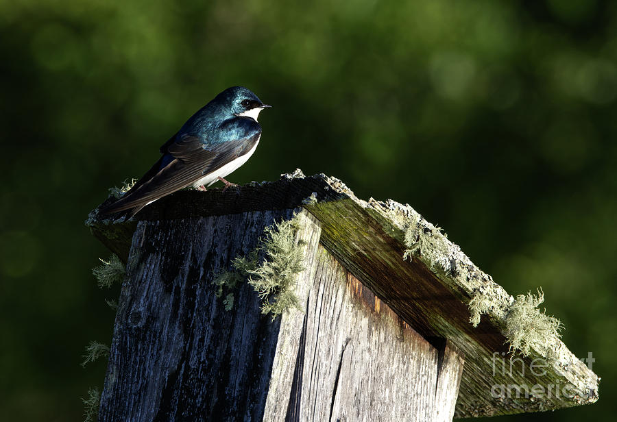 Tree Swallow Photograph by Douglas Stucky