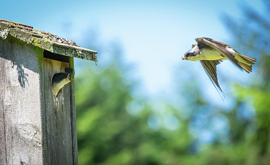 Tree Swallow feeding approach Photograph by Randy D Morrison - Fine Art ...