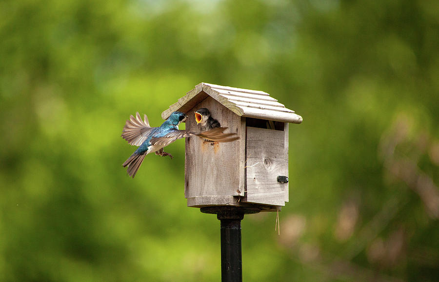 Bird Photograph - Tree Swallow Feeding Time by Karol Livote