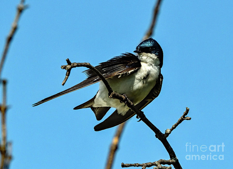 Tree Swallow Hanging On Photograph