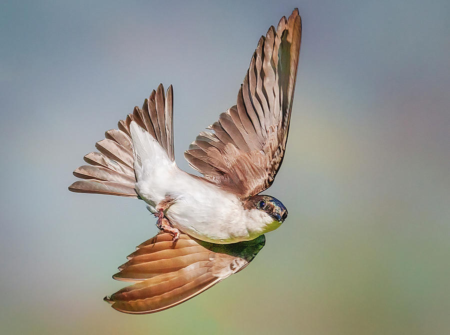 Tree Swallow In Flight Photograph by Susan Candelario