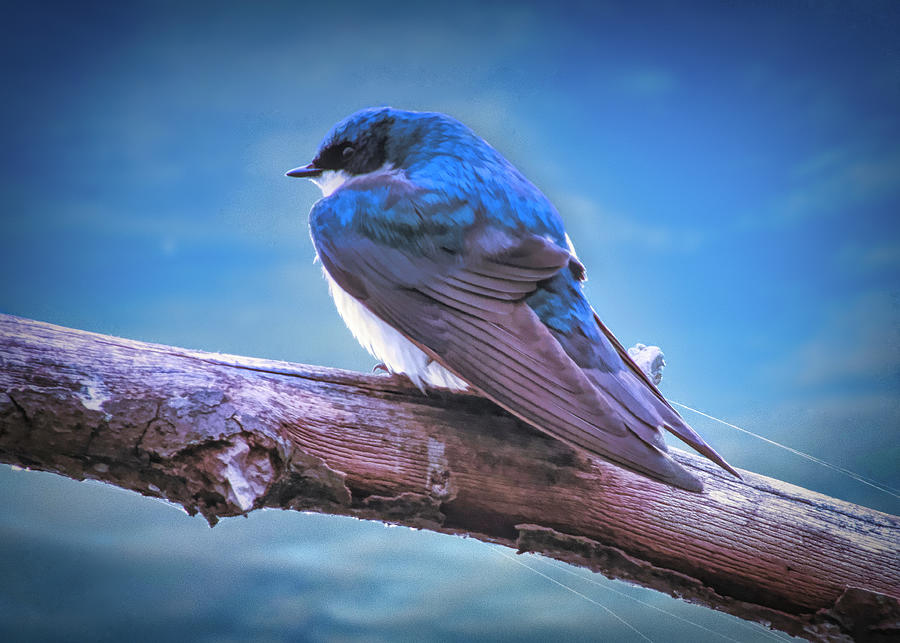 Tree Swallow Photograph by Jack Wilson