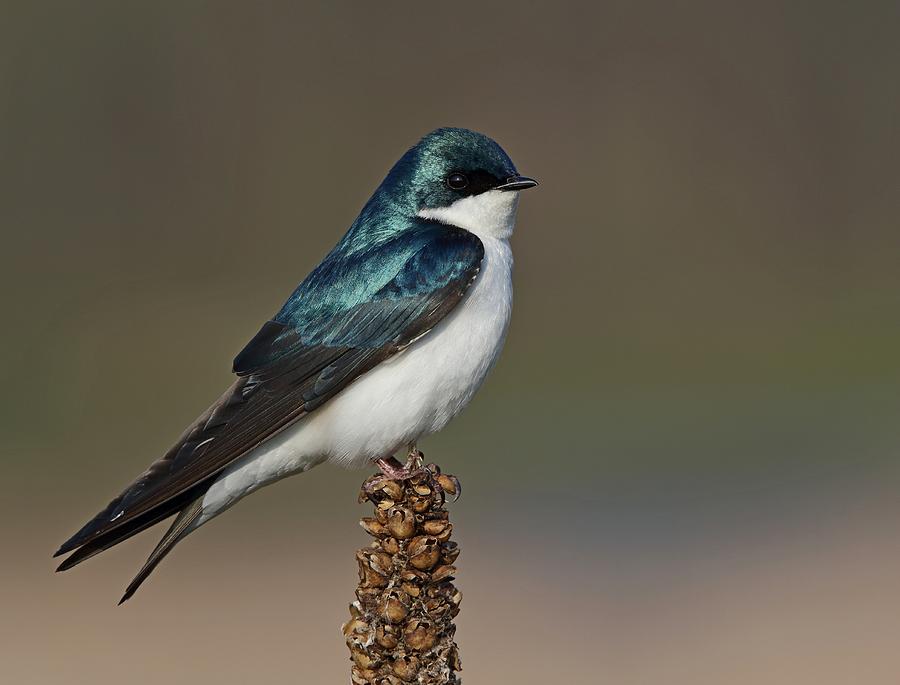 Tree Swallow Photograph by Jacob Dingel - Fine Art America