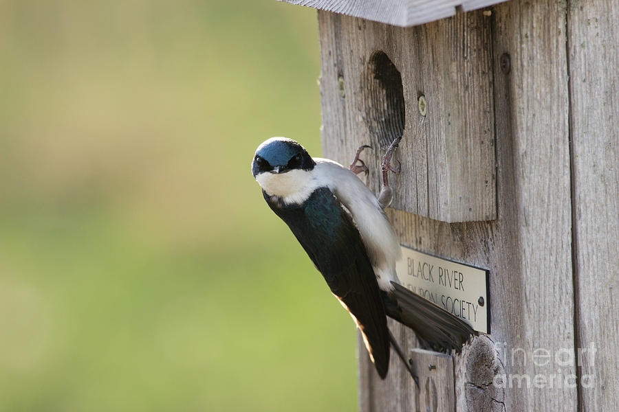 Tree Swallow Photograph by Jeannette Hunt