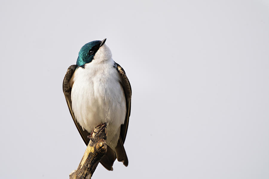 Tree Swallow  Photograph by Julieta Belmont