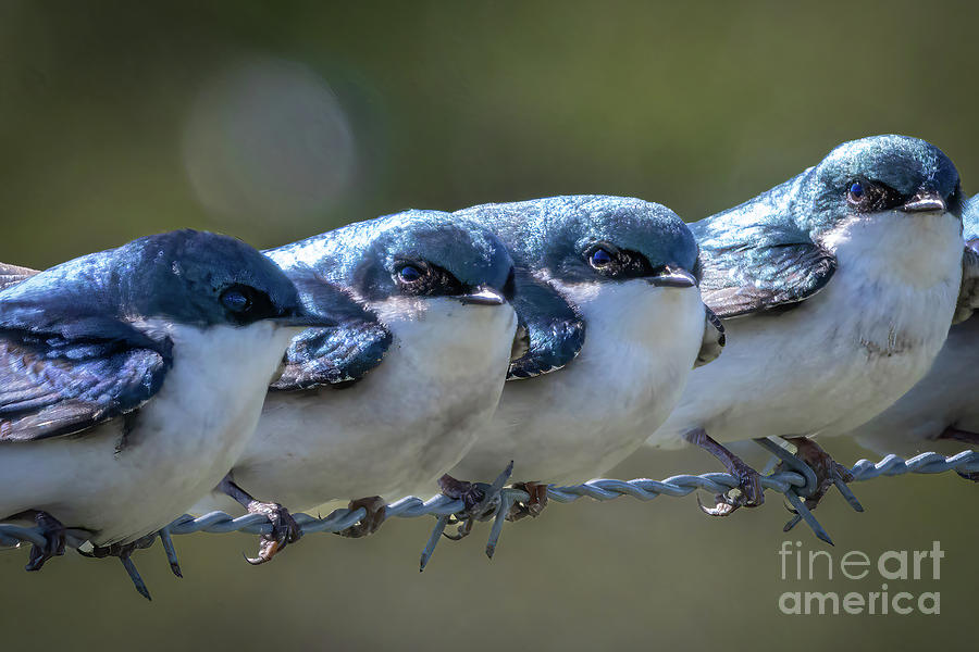 Tree Swallow Line Up Photograph by Tom Claud