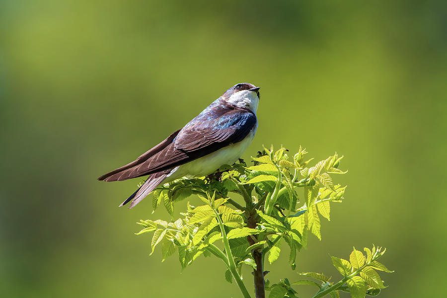Tree Swallow - Looking Up Photograph by Chad Meyer