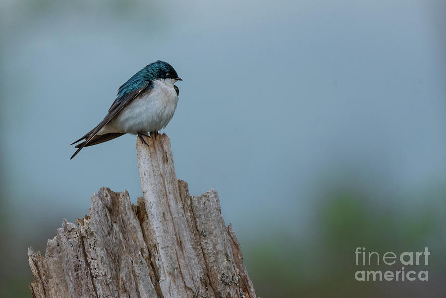 Tree Swallow Looks out at the Wetland Photograph by Nancy Gleason