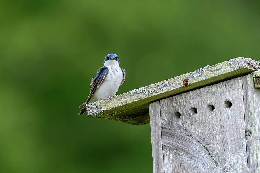 Tree Swallow Photograph by Michael Hubley