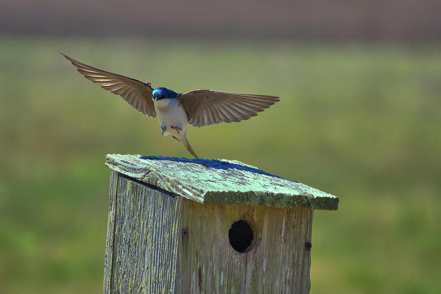 Tree Swallow Nesting Box Photograph By Steven Sutter